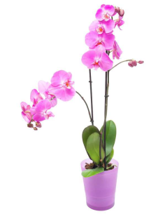 Plantas naturales - F320