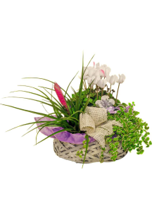 Plantas naturales - F340