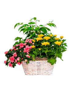 Plantas naturales - F350