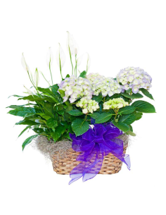 Plantas de temporada - F390